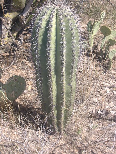 Baby Saguaro Cactus Flickr Photo Sharing