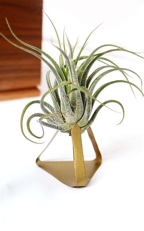 Diy Metal Air Plant Stand Happiness Iscreating