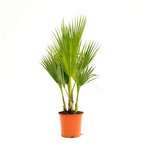 It is reportedly naturalized in florida, california, hawaii, texas, parts of the canary islands, france, italy. WASHINGTONIA robusta - Palma jak z Beverly Hills! ~ 70cm ...