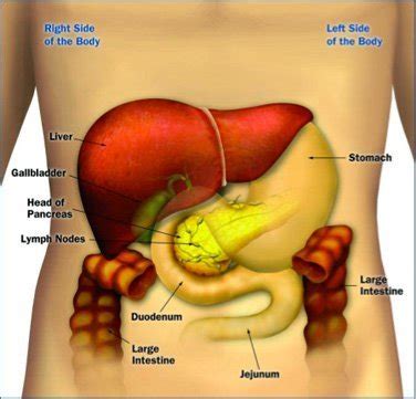 Pancreatic cancer is a disease in which healthy cells in the pancreas stop working correctly and grow out of rarely, other types of cancer can begin in the pancreas, such as lymphoma and sarcoma. Pancreatic Cancer Risk and Drinking (Alcohol and ...