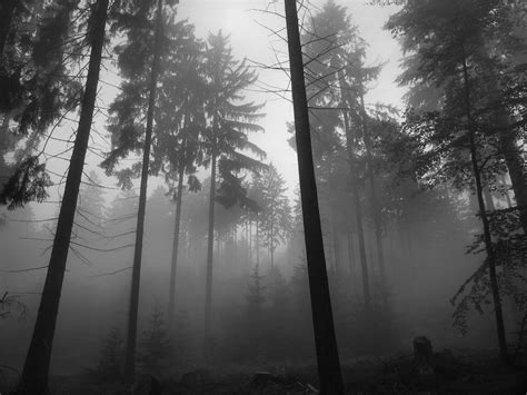 Black And White Trees Fog Wallpapers Hd Desktop And