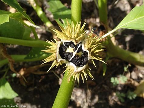 They are commonly known as moonflowers or angel's trumpets, but whatever you. Datura stramonium (Jimsonweed): Minnesota Wildflowers