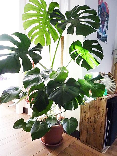 Check spelling or type a new query. philodendron monstera split leaf plants split leaf ...