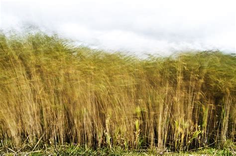 Reeds In The Wind Martyn Fletcher Flickr