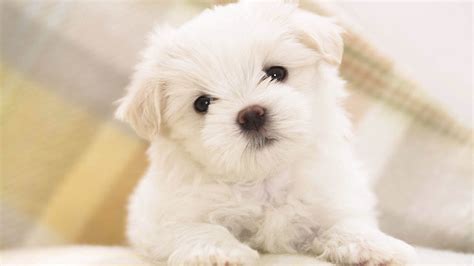 Dogs Wallpapers Dog Wallpaper Maltese Puppy Cute Dog Wallpaper