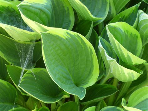 Different Types Of Hostas Learn About Common Varieties