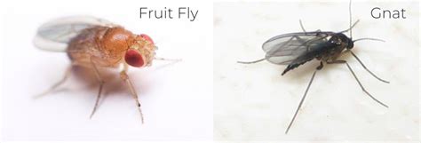 Fruit Flies And Gnats What S The Difference Get Rid Of Them