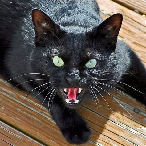 34 Most Awesome Bombay Cat Pictures And Images