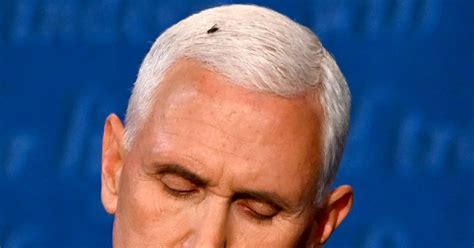 watch fly land on pence s head for 2 minutes at vice presidential debate