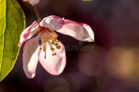 Beautiful Spring Crabapple Pink And White Crabapple Blossoms Stock