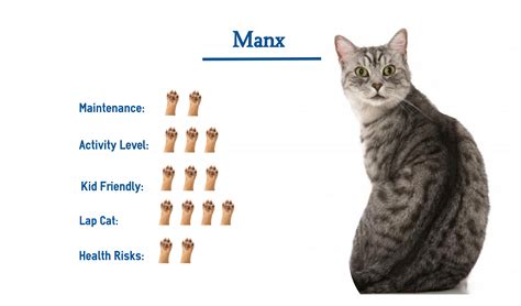 Manx Cat Breed Cat Breeds Manx Manx Cat