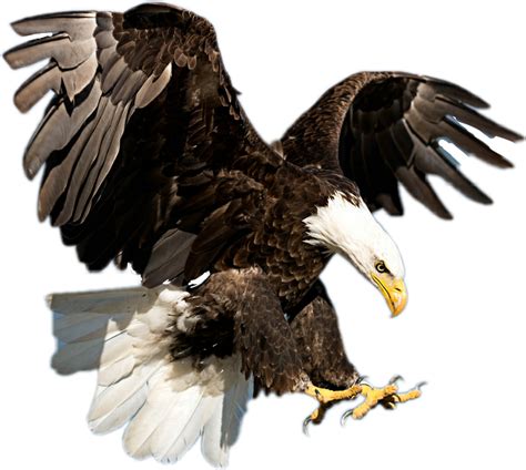 Eagle Clipart Majestic Eagles Soaring Png Download Large Size Png