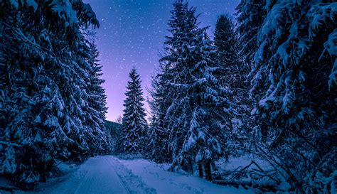 Free Download Night Forest Wallpapers Hd Download 4608x2660 For Your