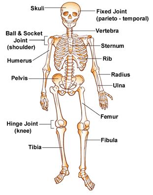 The human skeleton provides several functions including support, protection, movement and making blood cells. Learning About the Skeleton | Human body systems, Human body unit, Human body science