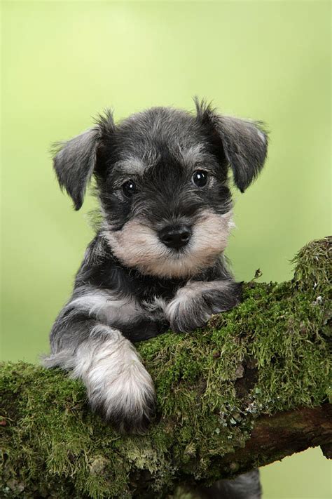 Collection by gina edwards • last updated 3 weeks ago. Miniature Schnauzer Puppy Photograph by John Daniels