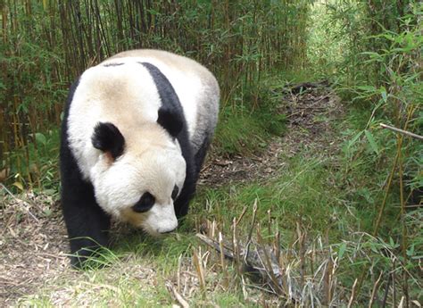 Giant Panda In Natural Habitat