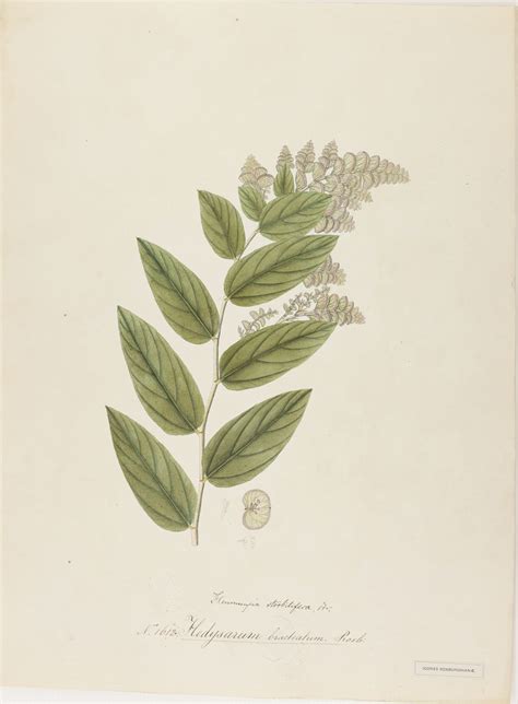 Flemingia Bracteata Roxb Wight Plants Of The World Online Kew