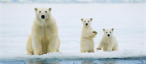 Polar Bear Cruise Tour In Svalbard Norway National