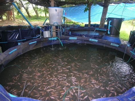 Apparel By Home Run Fish Farming Tilapia Farming Farming System