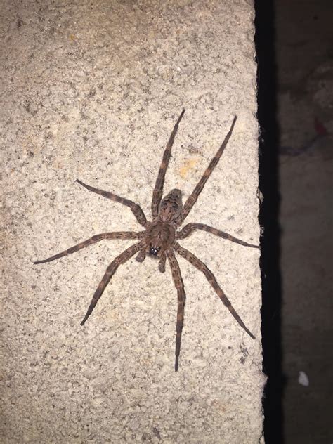 Spider Identification Please I Live In Southern Ohio And The Spider