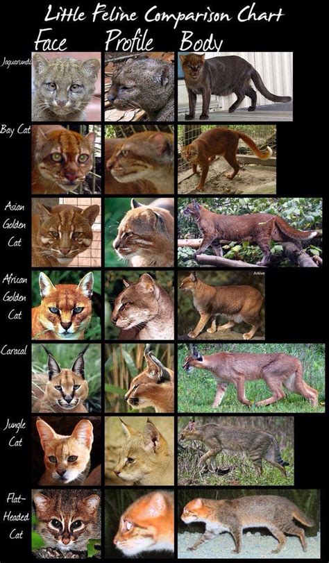 Small Cat Comparison Chart Small Wild Cats Wild Cat Breeds