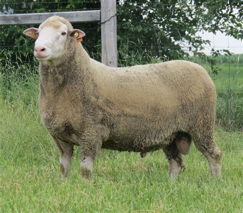 American Polypay Sheep Association