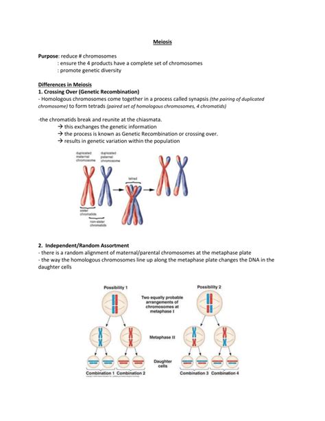 Genetic Recombination In Meiosis