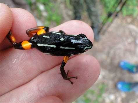 Taxonomy Dendrobatidae Poison Dart Frogs
