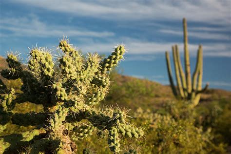 Saguaro National Park Cactus Forest Photograph By Jim West