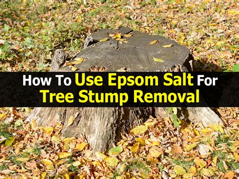 How to use a chemical tree stump remover. How To Use Epsom Salt For Tree Stump Removal
