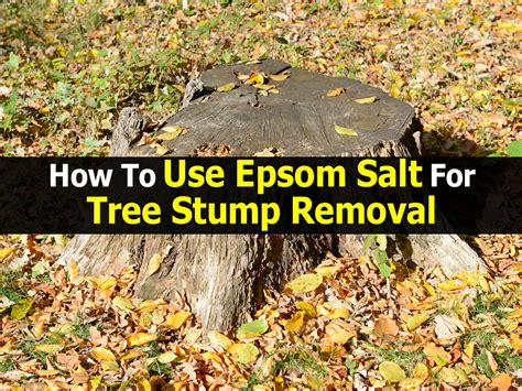 Hopefully, the options for killing/removing a tree stump that i pointed out will be put to use. How To Use Epsom Salt For Tree Stump Removal