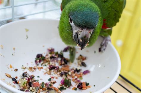 What Does A Parrot Eat Making Healthy Chop For Your Bird Psittacology