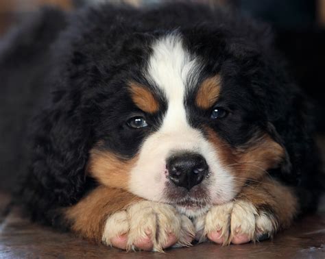 Akc bernese mountain dog pups for sale now! Bernese Mountain Dogs For Sale In Manitoba — Kellys ...