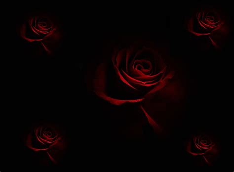 171 Wallpaper Dark Red Rose Picture Myweb