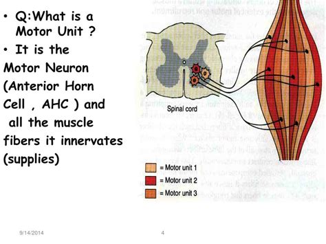 Ppt Physiology Of The Motor Unit Powerpoint Presentation Free