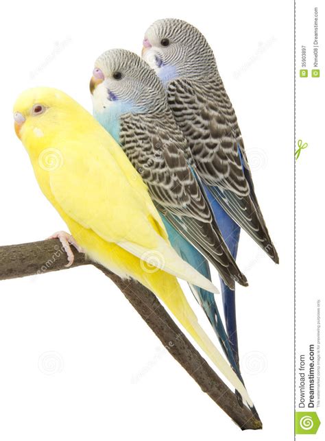 Three Budgies Are In The Roost Stock Image Image Of Chick Yellow
