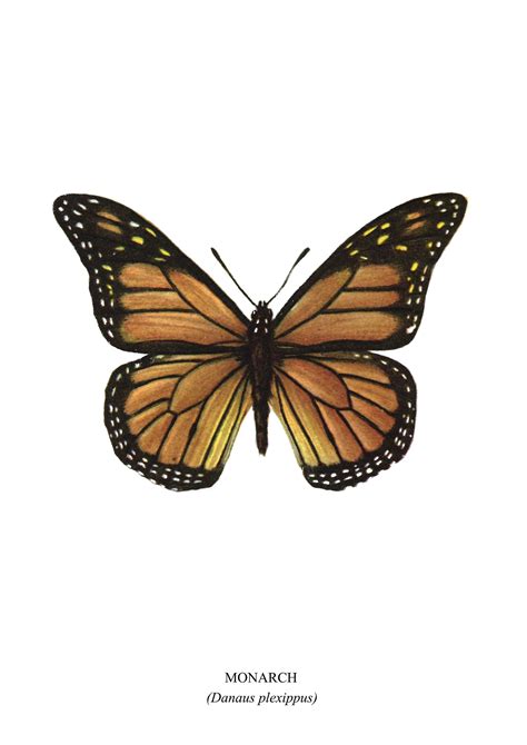 Monarch Butterfly Art Colour Print Vintage Print Home Etsy