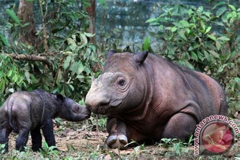 Badak Sumatra Ditemukan Di Kalimantan Republika Online