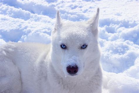 White Husky Close Up Winter Photo Concept For Calendar Dog In The