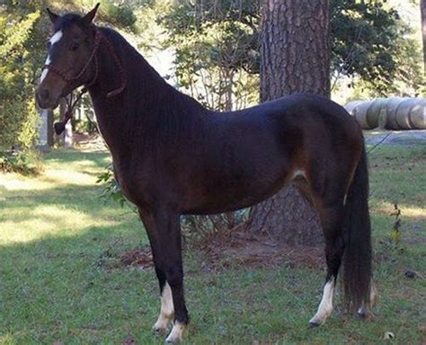 Hackney Horse Alchetron The Free Social Encyclopedia
