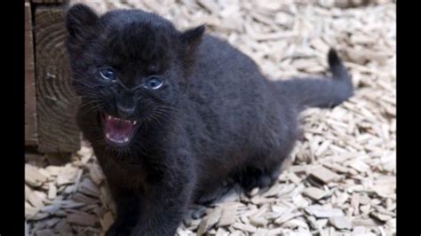 Baby Panther Youtube