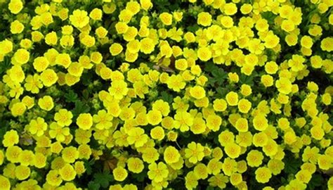 These very pretty blooms come in a variety of colors and can thrive in a number of conditions. Flowers That Grow in Part Shade & Sun | Garden Guides