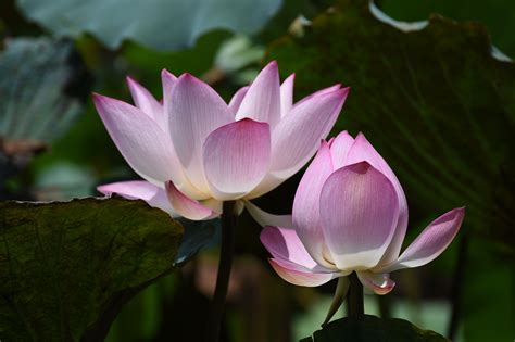 Photography Of Lotus Flowers In Bloom · Free Stock Photo