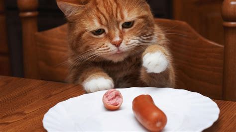 Australia To Kill 2 Million Cats With Poisoned Sausages