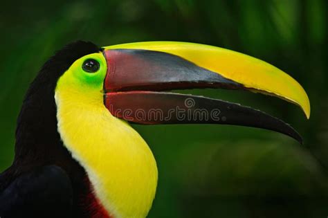 Bill Toucan Portrait Beautiful Bird With Big Beak Toucan Stock Photo