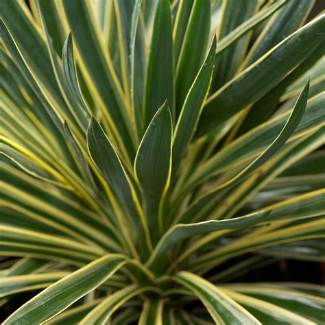 Yucca Gloriosa Variegata Adams Needle Tropical And Exotic Plants