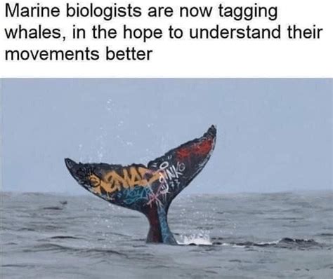 Whale Memes To Make Sense Of The World Odd Nugget