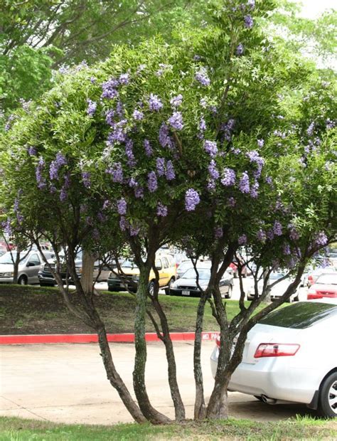 Texas Mountain Laurel Tree  Gardening  Pinterest