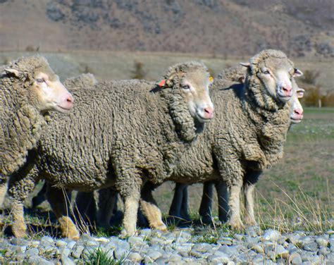 图片素材 放牧 农业 牧场 哺乳动物 羊毛 动物群 新西兰 脊椎动物 马里诺 羊群 牛山羊家庭 2400x1906
