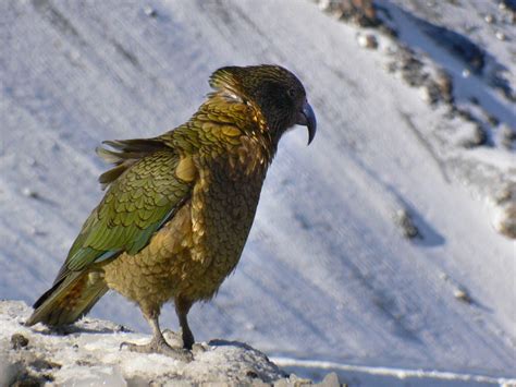 Free Images Nature Snow Wing Wildlife Beak Alpine Fauna